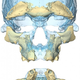 Two views of a skull found at the Irhoud site. (Credit: Sarah Freidline, MPI-EVA, Leipzig)